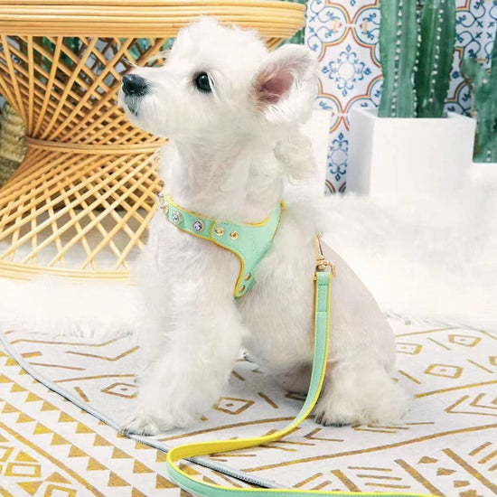 Two-Color Dog Harness