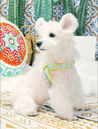 Two-Color Dog Harness