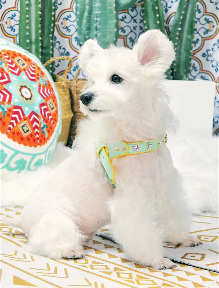 Two-Color Dog Harness