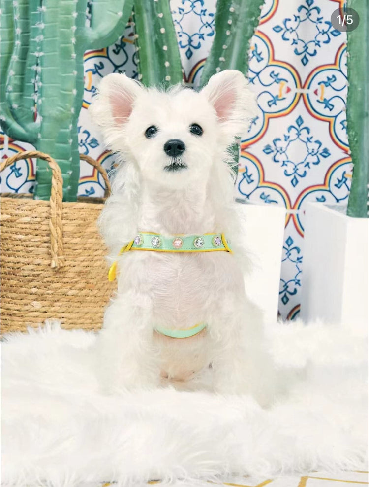 Two-Color Dog Harness