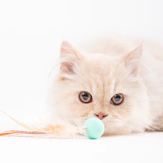 Cat Toy - Bouncy Balls