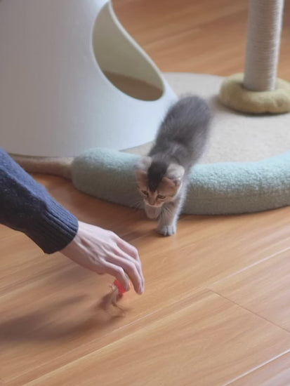 Cat Toy - Bouncy Balls